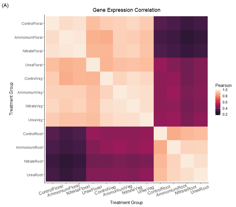 Salicornia tissues exhibit high levels of differential gene expression, particularly under ammonium stress