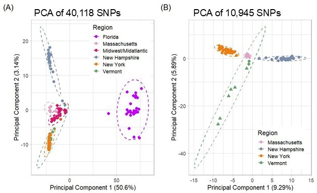 Principal Components Analysis of <i>Lupinus perennis</i> population structure in the Northeast U.S.