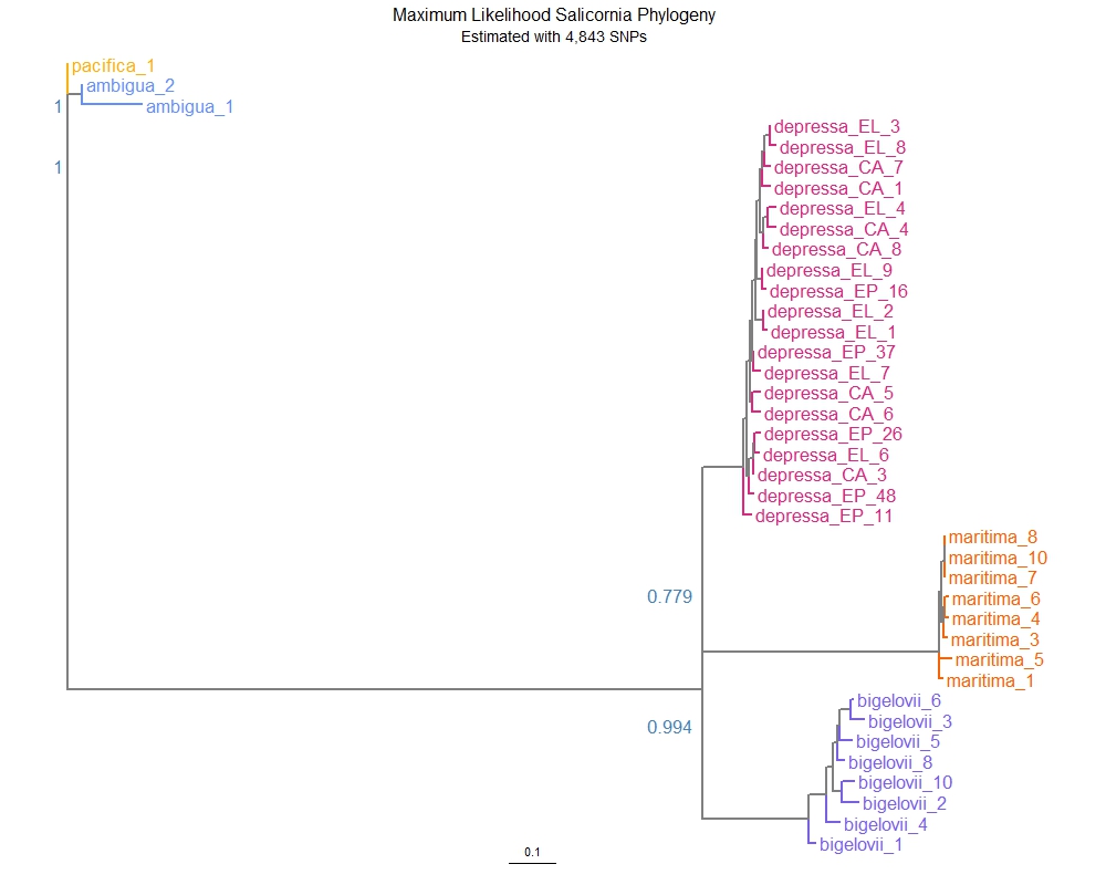 Current taxonomic guides for the Salicornia genus are supported by whole genome evidence